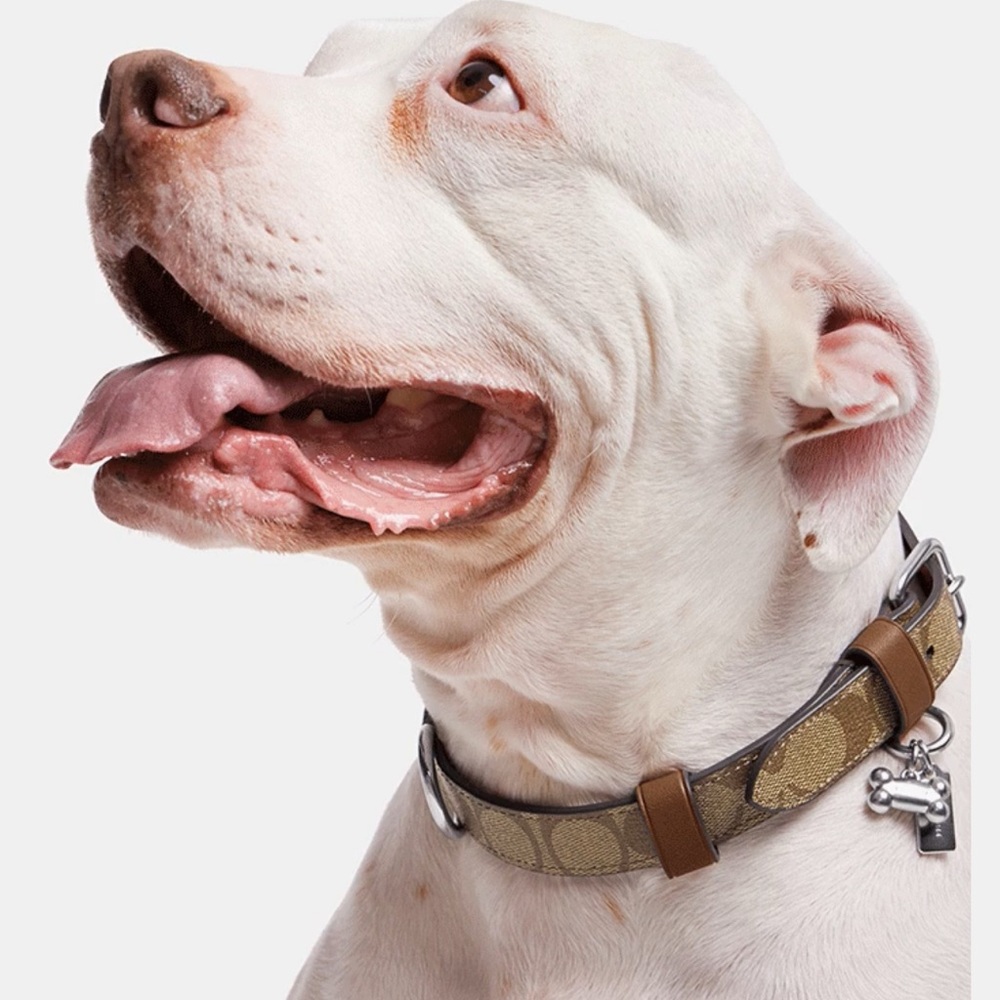 Coach Signature Logo coated canvas and leather collar & leash set - NWT - L